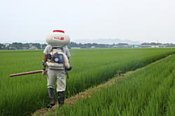 穂肥