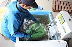 温湯消毒
