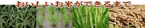 おいしいお米ができるまで